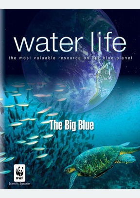 Water Life: Big Blue