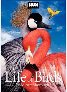The Life Of Birds