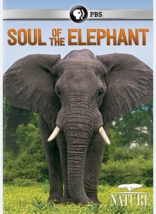 Nature: Soul of the Elephant