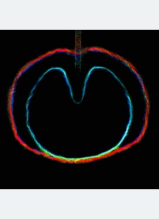WASP STAR (APPLE VENUS VOL. 2)
