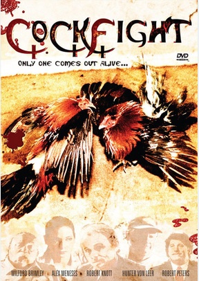 Cockfight: Only One Bird Comes Out Alive