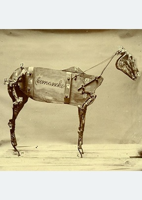 Horse Comanche