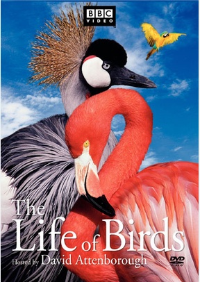The Life Of Birds