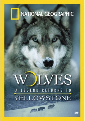 National Geographic: Wolves, A Legend Returns To Yellowstone