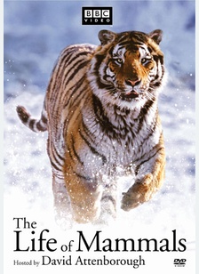 The Life Of Mammals Set