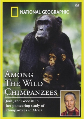NG:AMONG WILD CHAMPANZIES