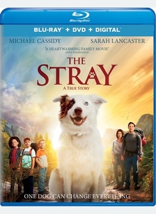 The Stray