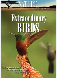 Nature: Extraordinary Birds