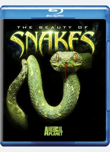 The Beauty of Snakes