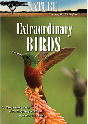 Nature: Extraordinary Birds