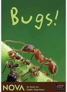 Nova: Bugs!