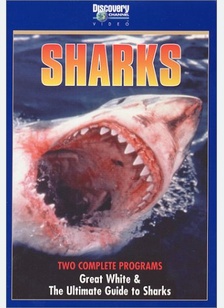 SHARKS