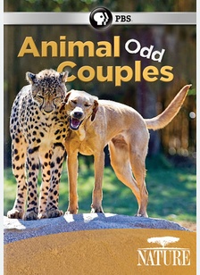 Nature: Animal Odd Couples