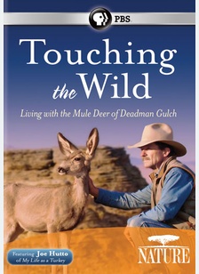 Nature: Touching the Wild Living with Mule Deer of Deadman Gulch