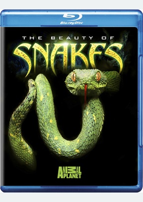 The Beauty of Snakes