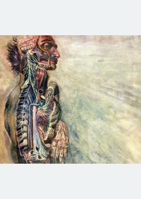 FEAR & NERVOUS SYSTEM