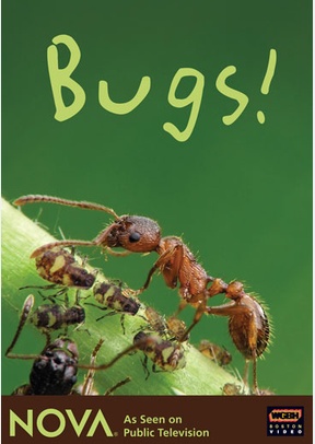 Nova: Bugs!