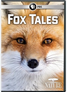 Nature: Fox Tales