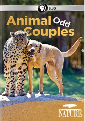 Nature: Animal Odd Couples