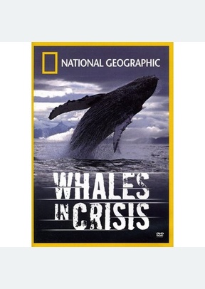 National Geographic: Whales In Crisis