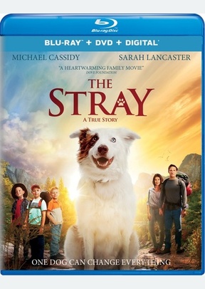 The Stray