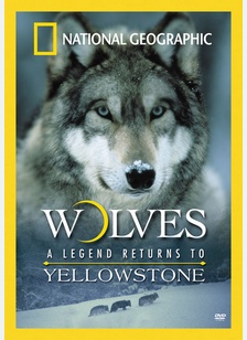 National Geographic: Wolves, A Legend Returns To Yellowstone