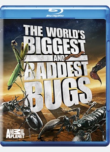 The World's Biggest and Baddest Bugs